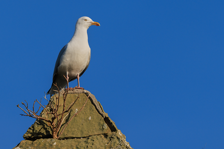 Herring gull 
